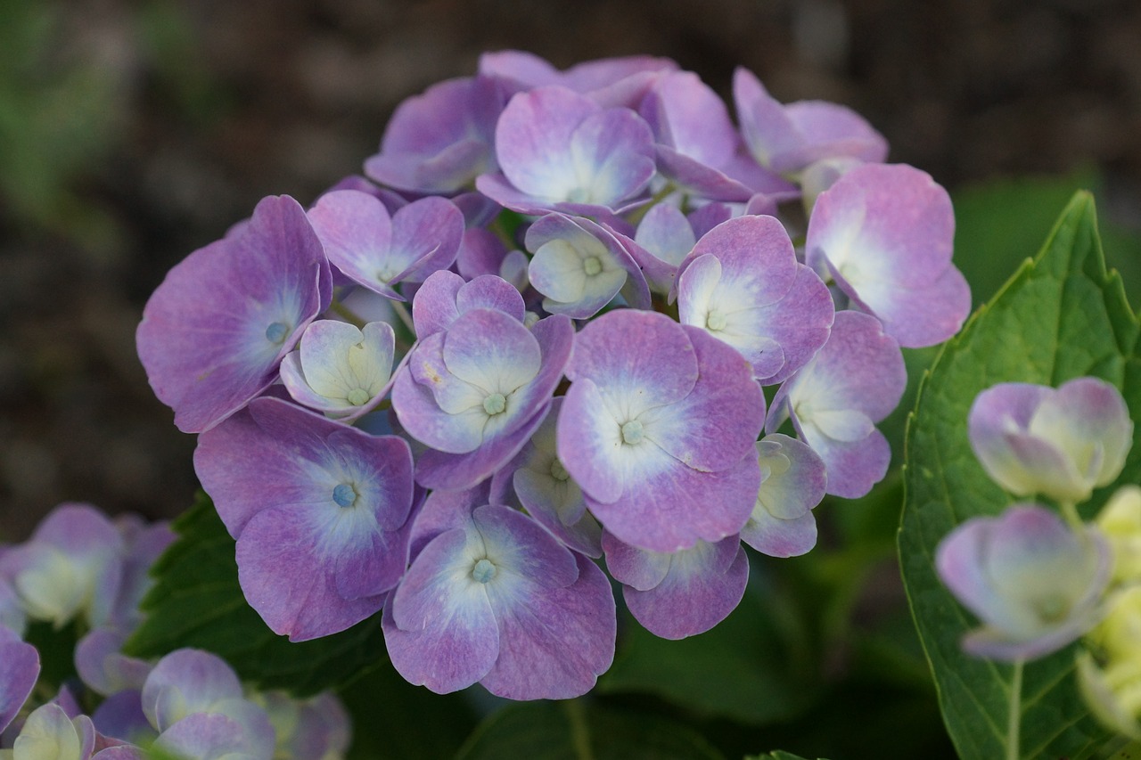 flower garden summer free photo