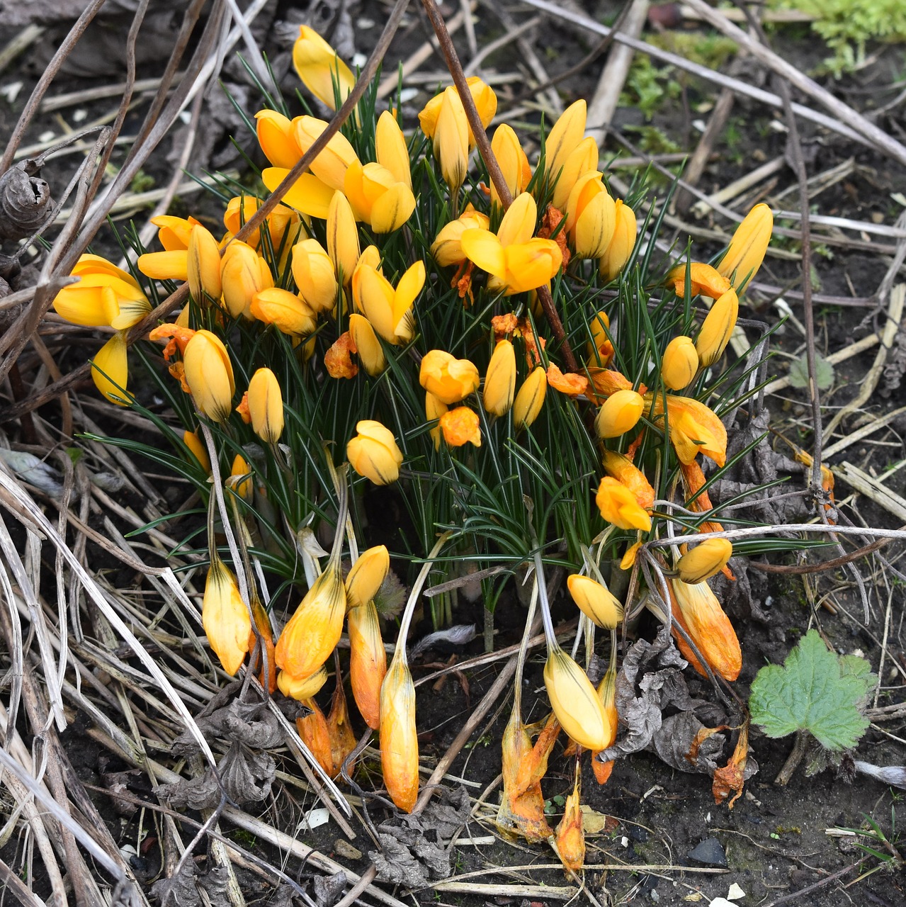 flower crocus spring free photo