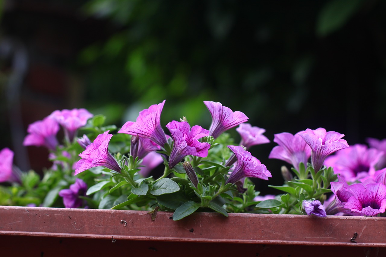 flower potted plants natural free photo