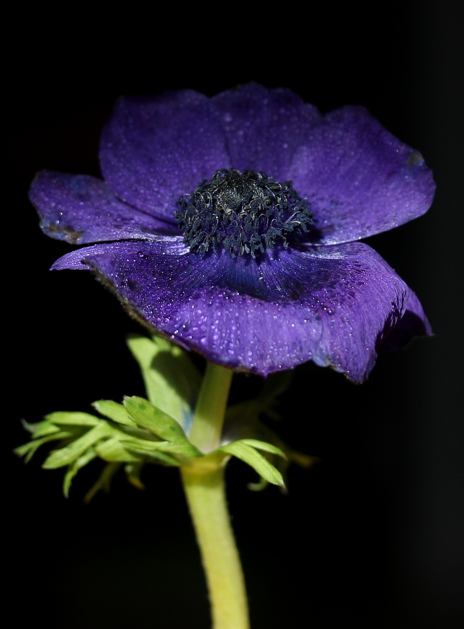 flower blue drops free photo