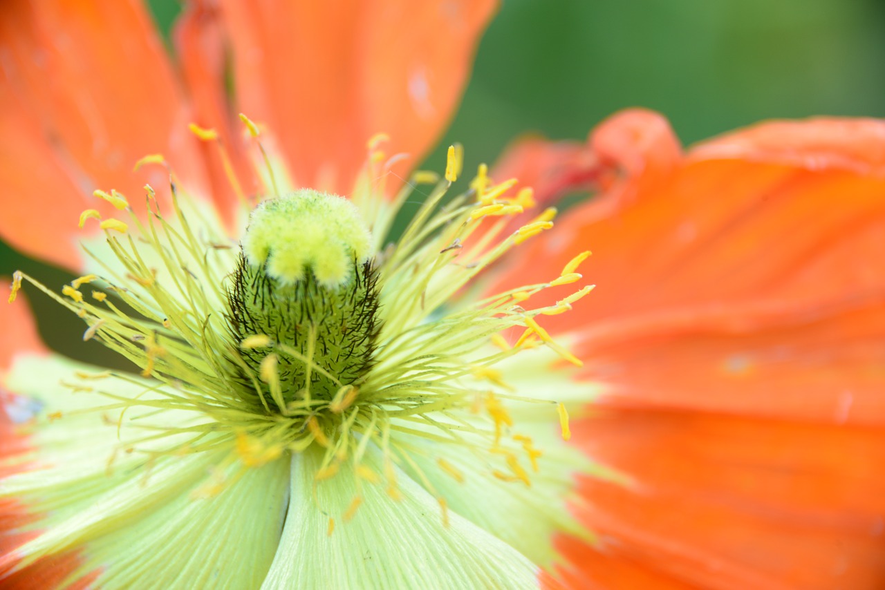 flower macro nature free photo