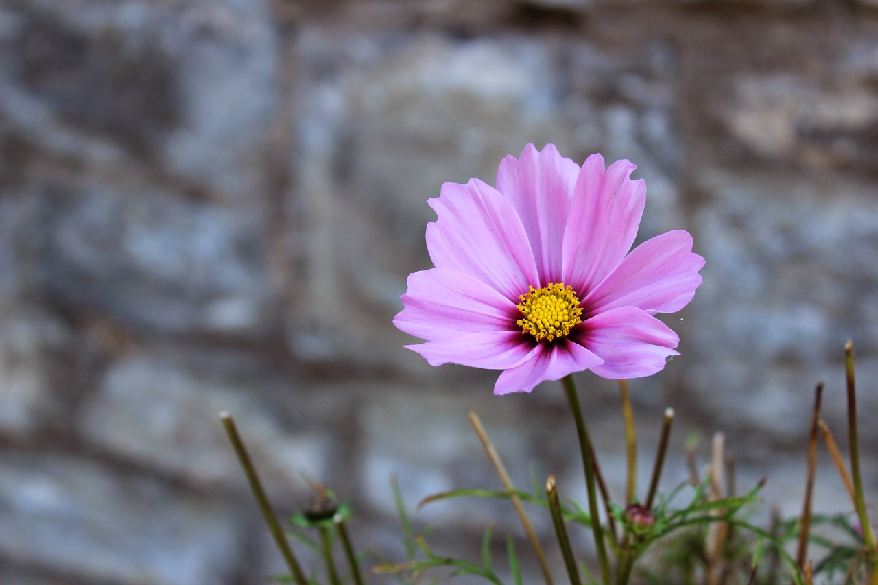 flower pink nature free photo