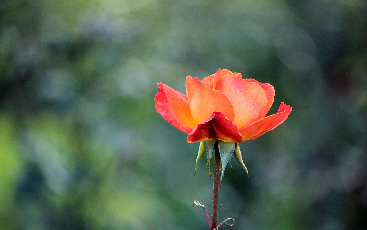 flower rose nature free photo