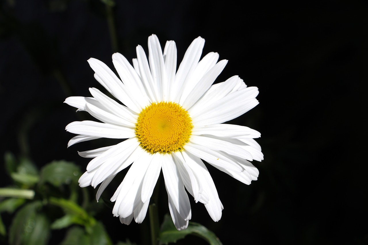 flower white daisy free photo