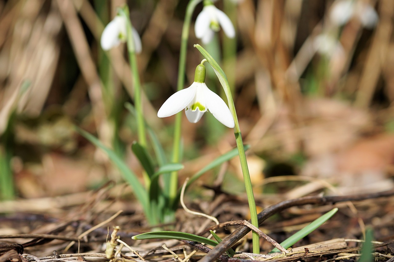 flower blossom bloom free photo