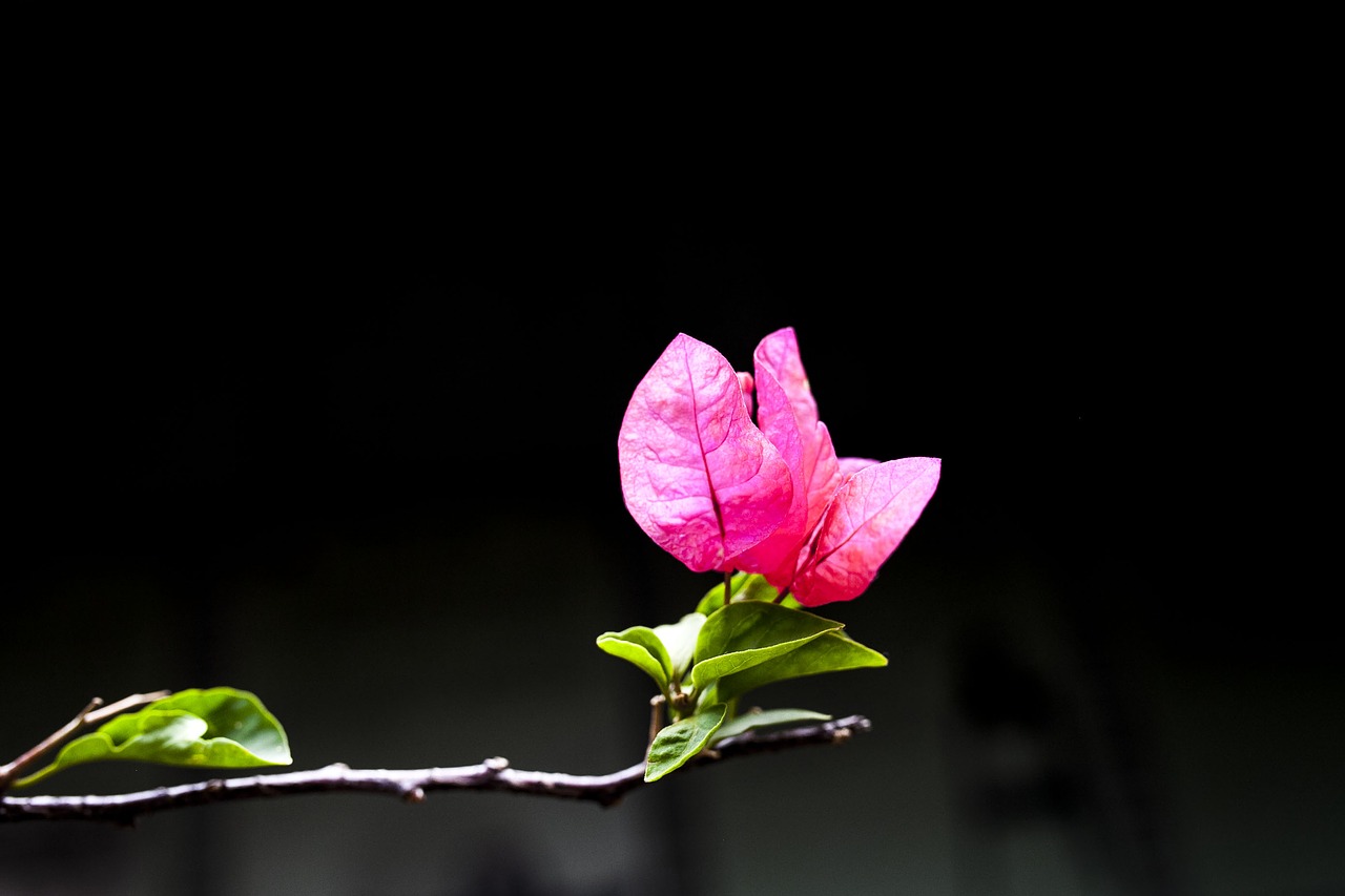 flower macro beautiful free photo