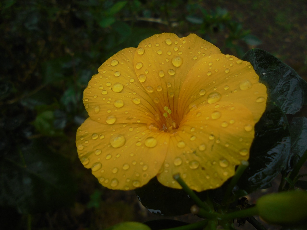 flower deltota yellow free photo