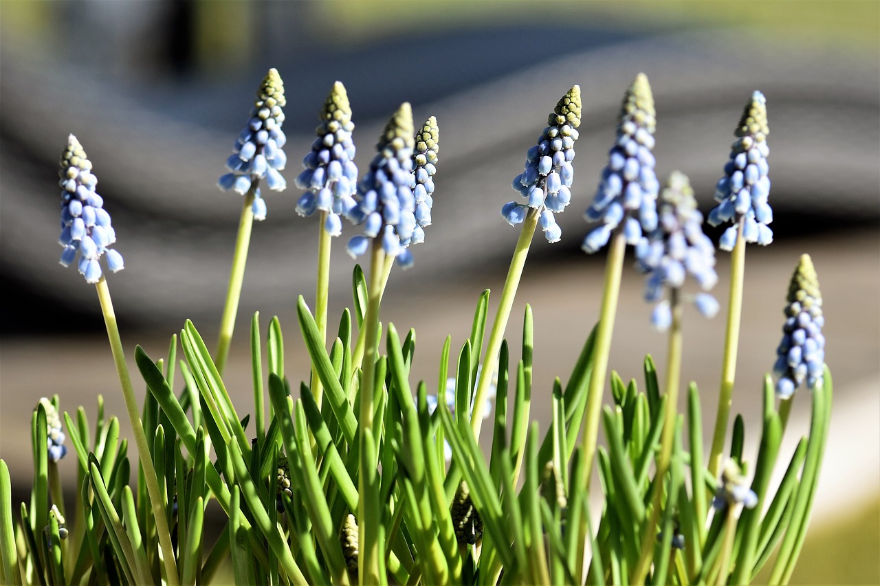 flower spring hyacinth free photo