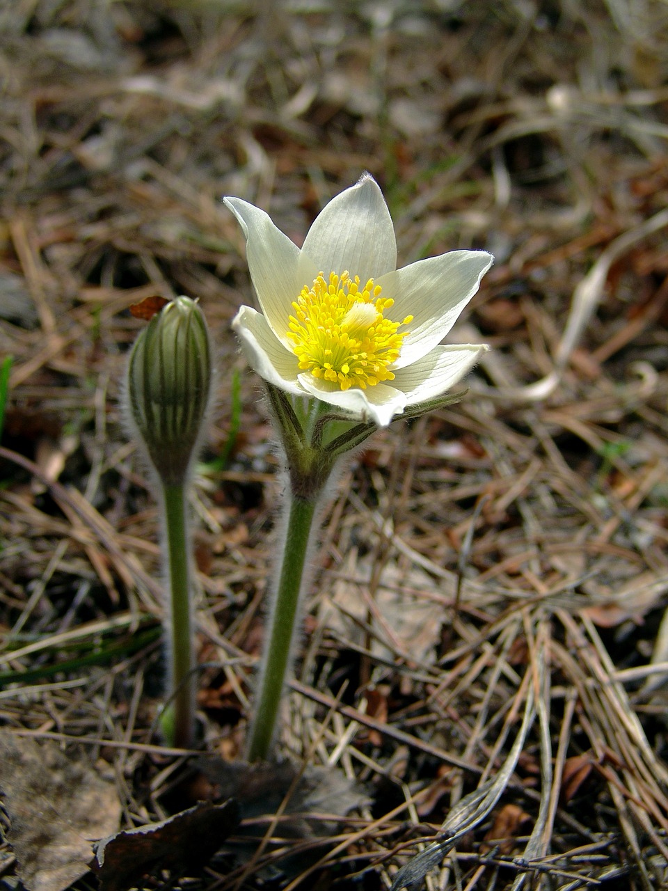 flower siberian snowdrop spring free photo