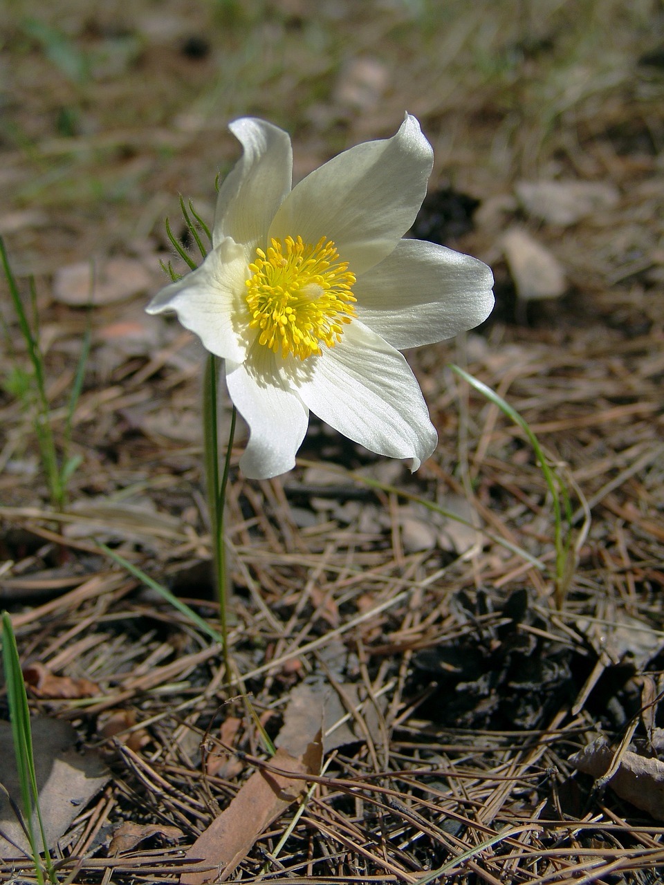 flower siberian snowdrop spring free photo