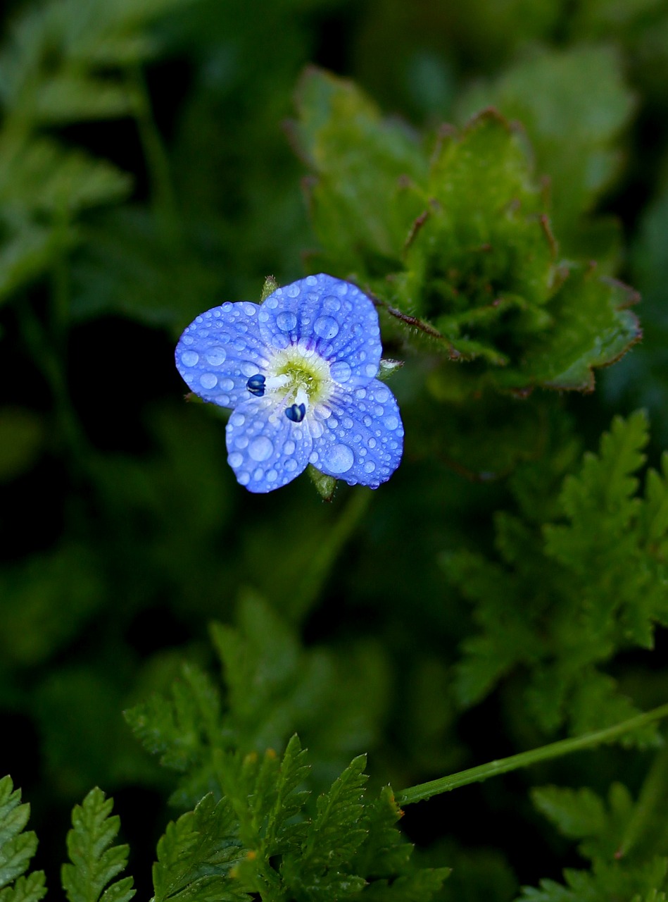 flower blue little free photo