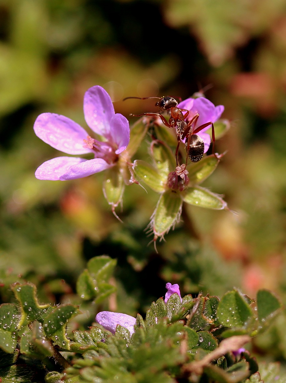 flower ant mov free photo