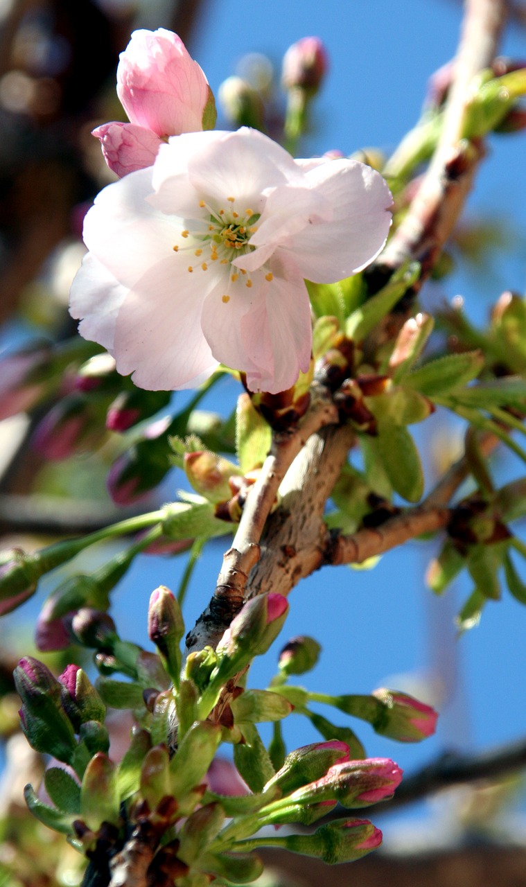 flower sky nature free photo