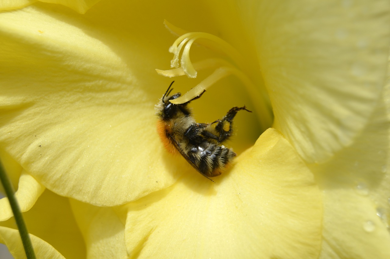 flower bee summer free photo