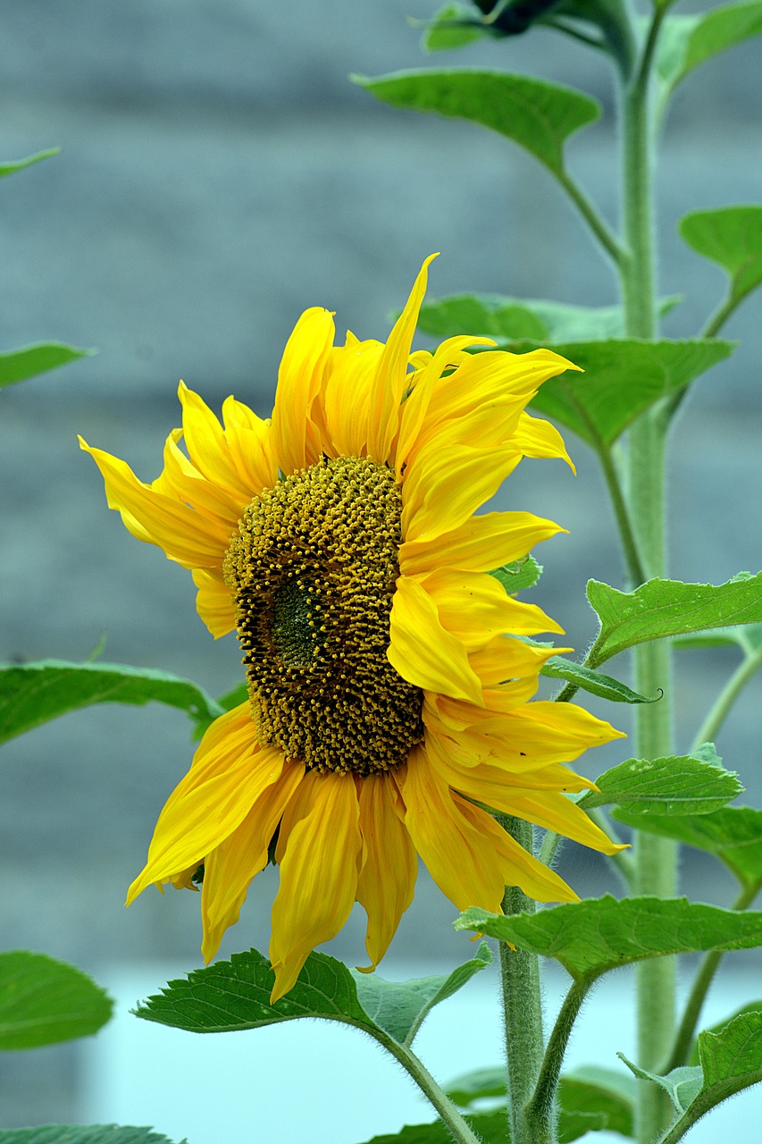 flower sunflower flora free photo