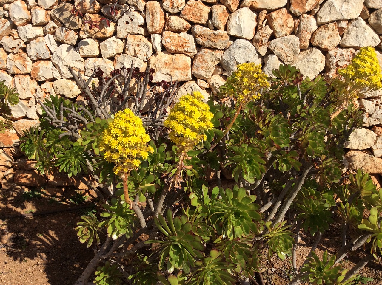 flower generic aeonium arboreum mallorca free photo