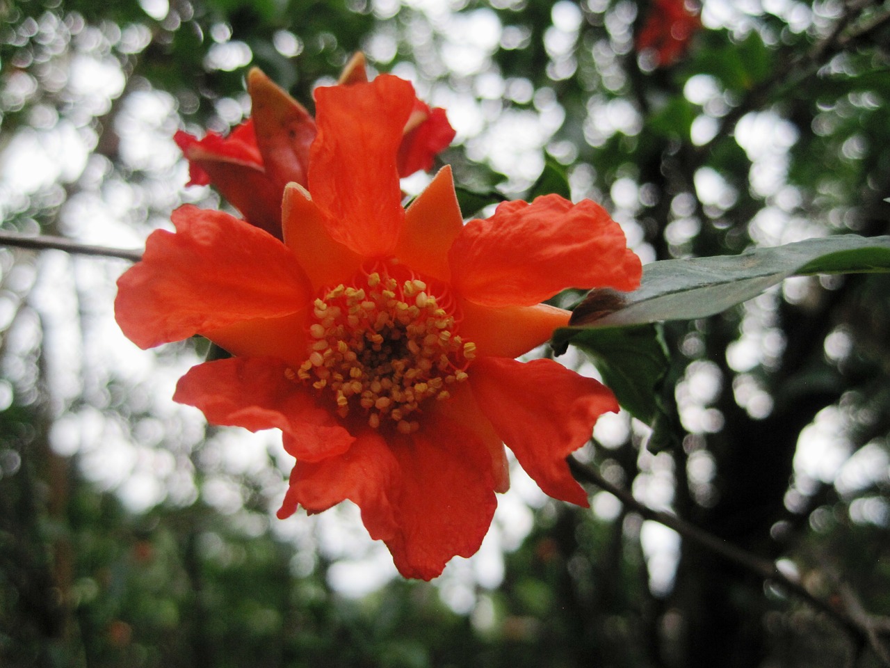 flower bloom orange free photo