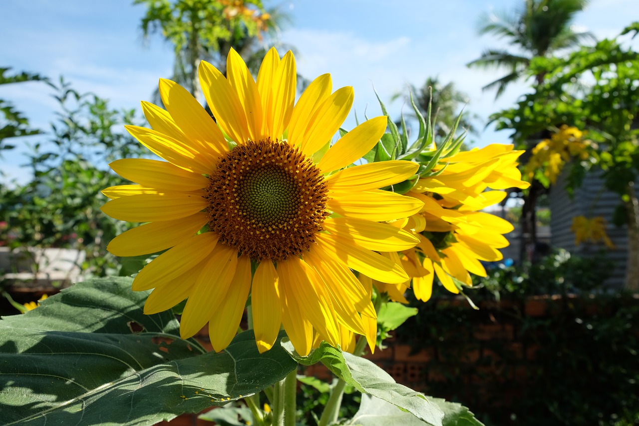 flower sunflower gold free photo