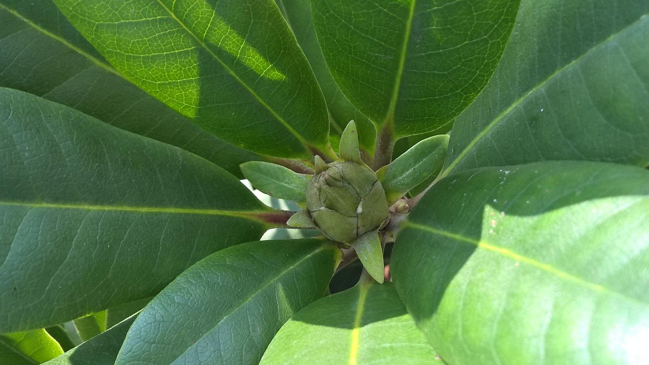 flower bud green free photo