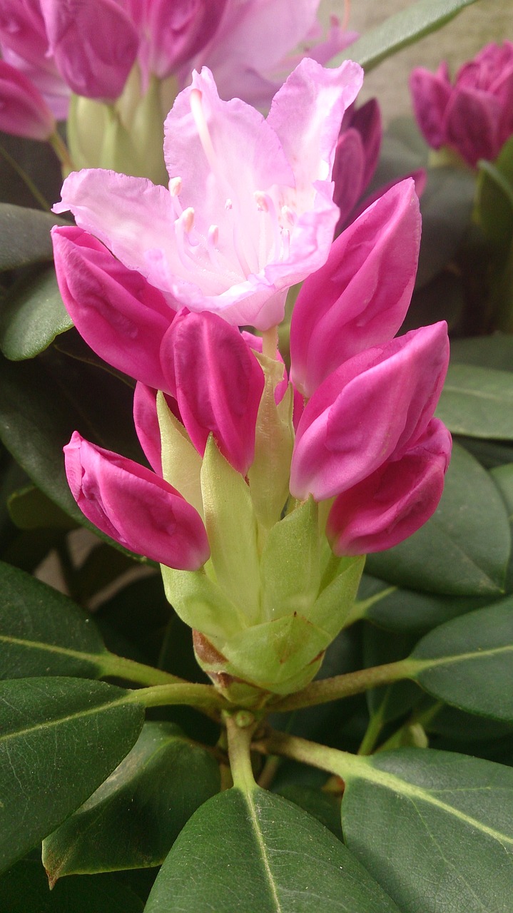 flower pink macro free photo