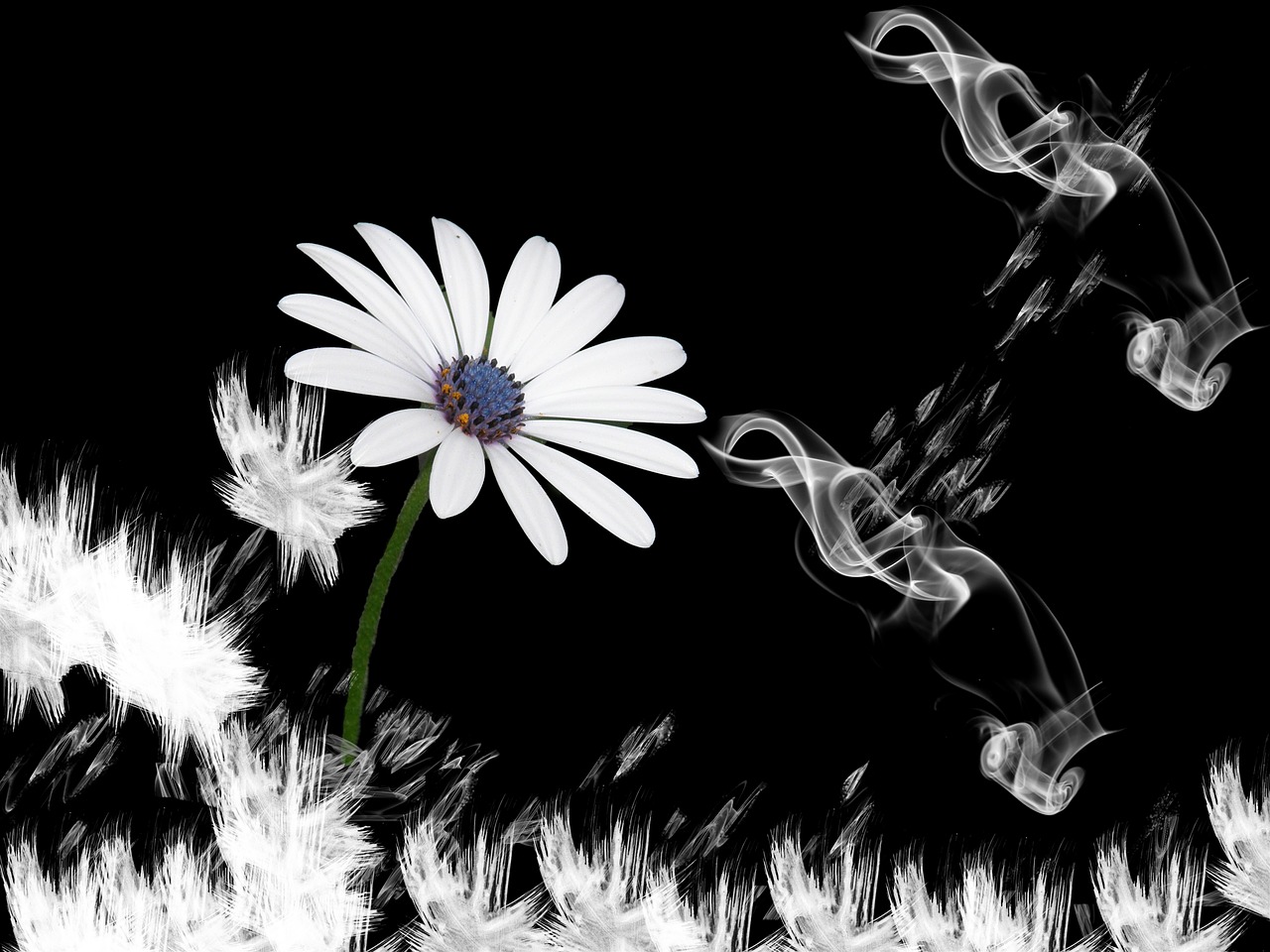 flower lachine smoke free photo