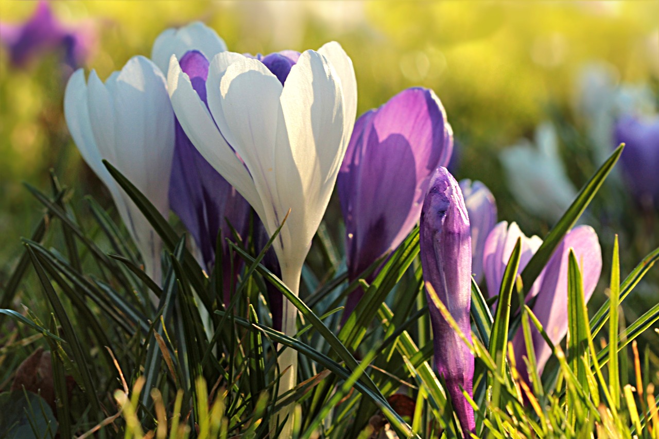 flower crocus white free photo