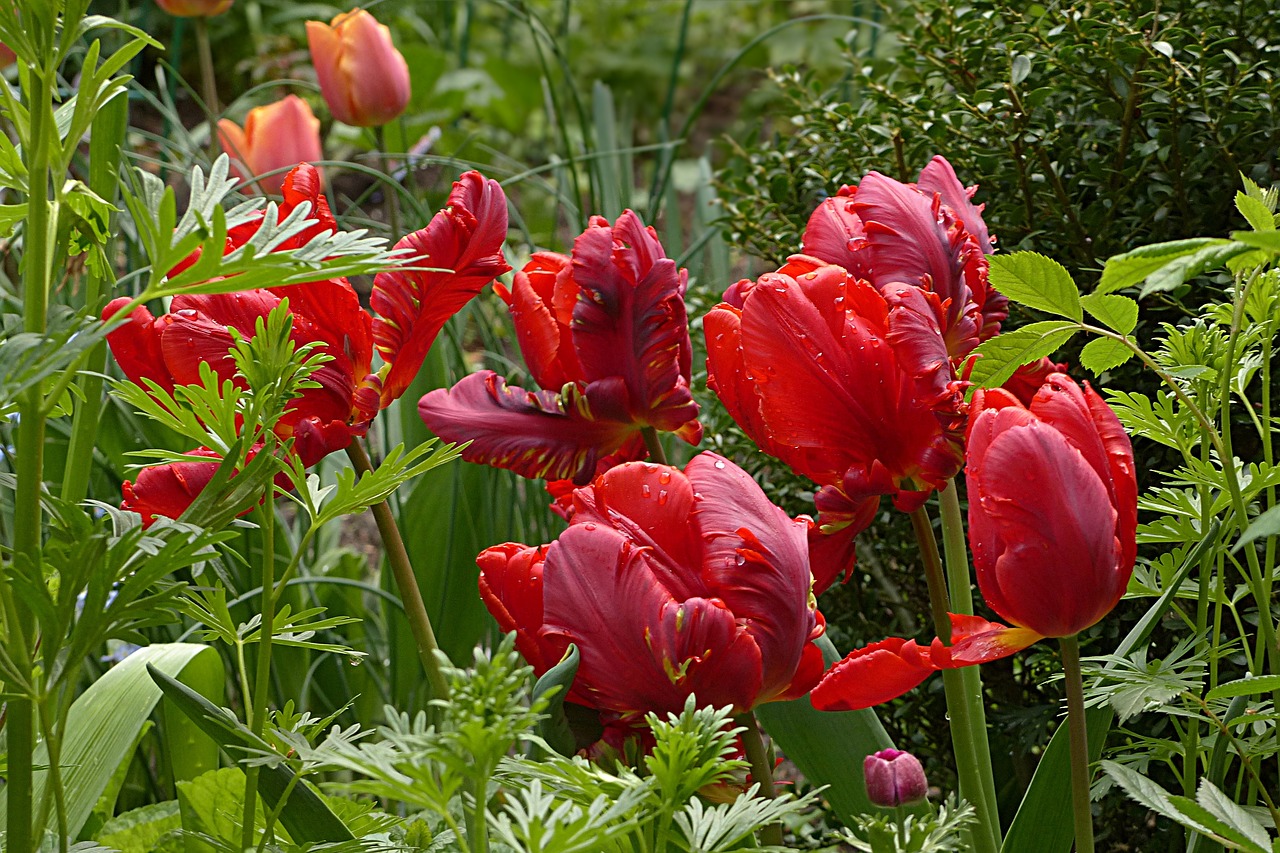 flower tulip parrot tulip free photo