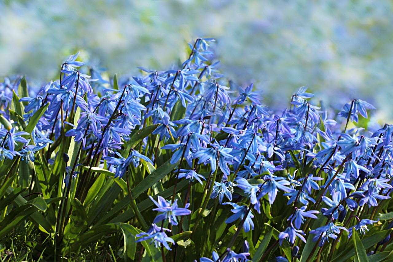 flower bluebell hyacinthoides free photo