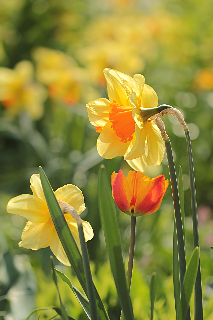 flower narcissus yellow orange free photo