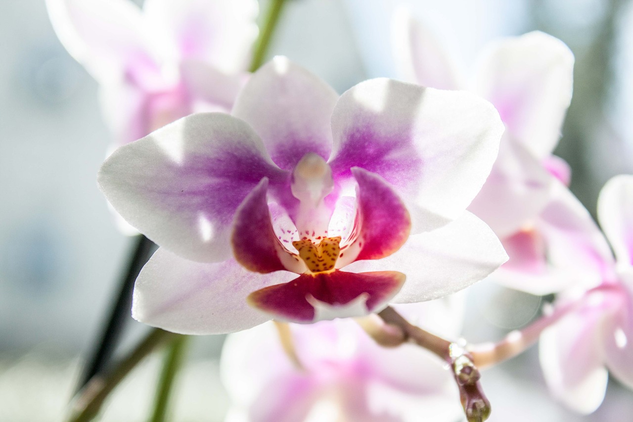 flower orchid phalaenopsis free photo