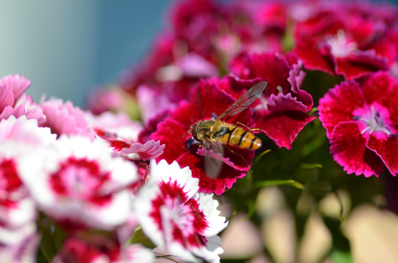 flower wasp blossom free photo