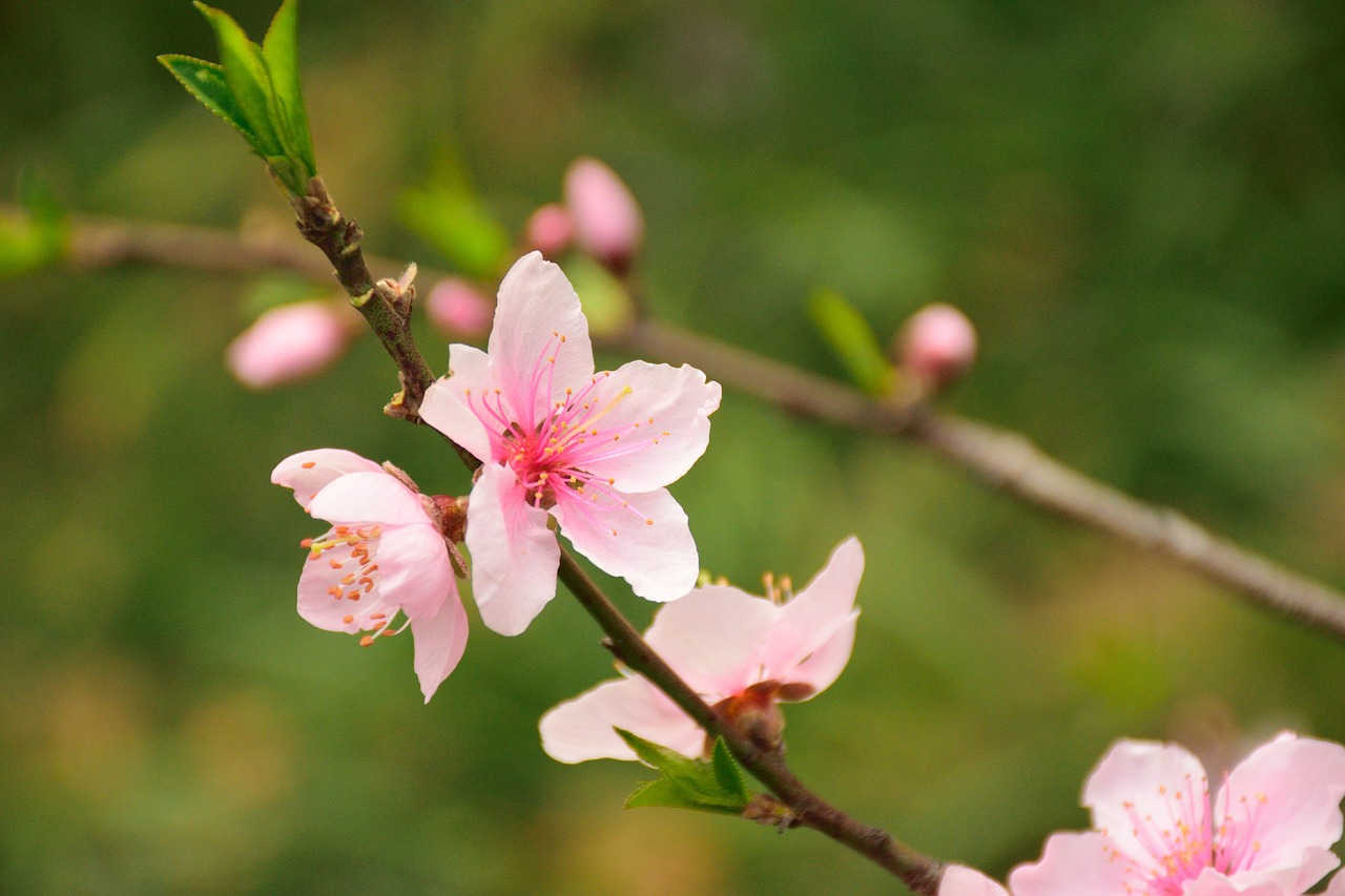 flower pink plant free photo