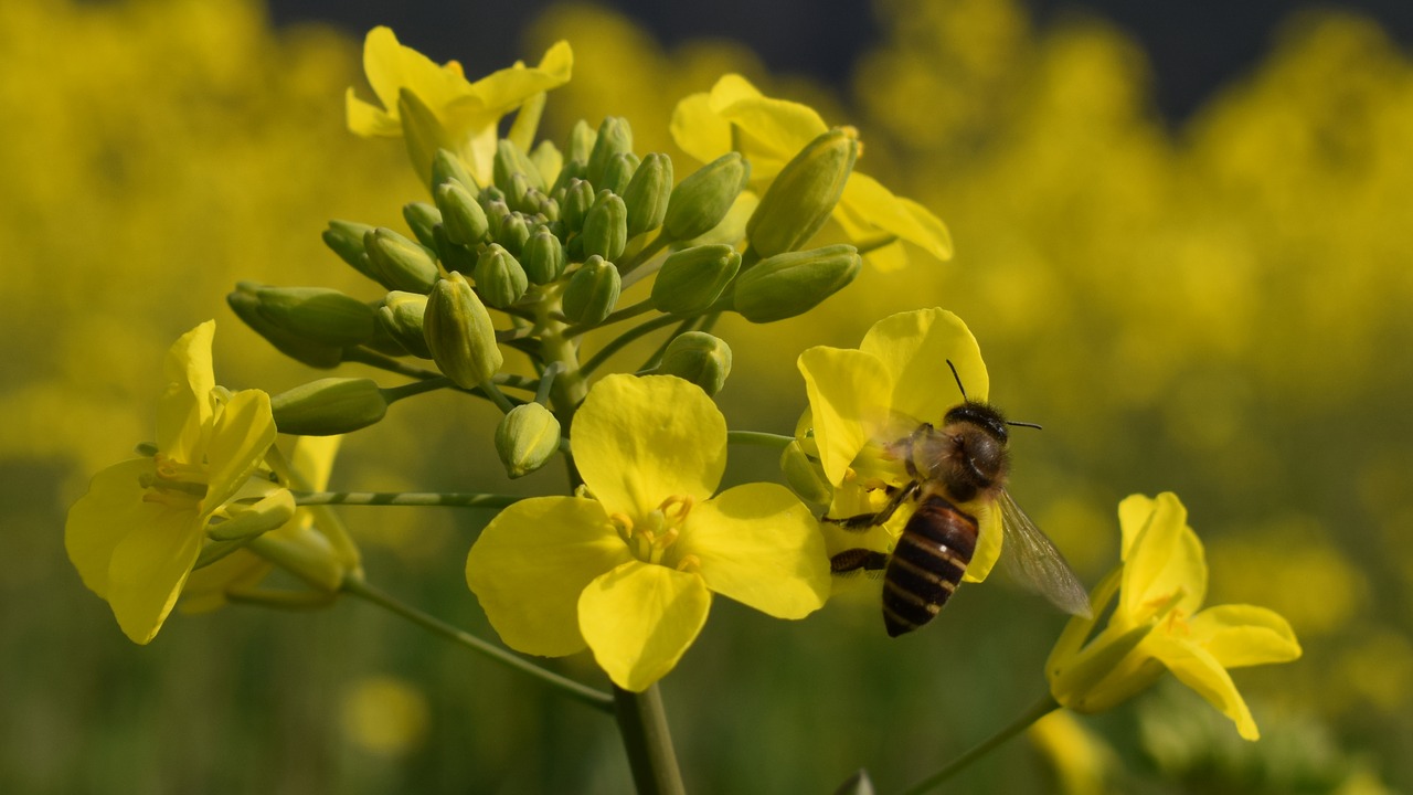 flower spring bee free photo