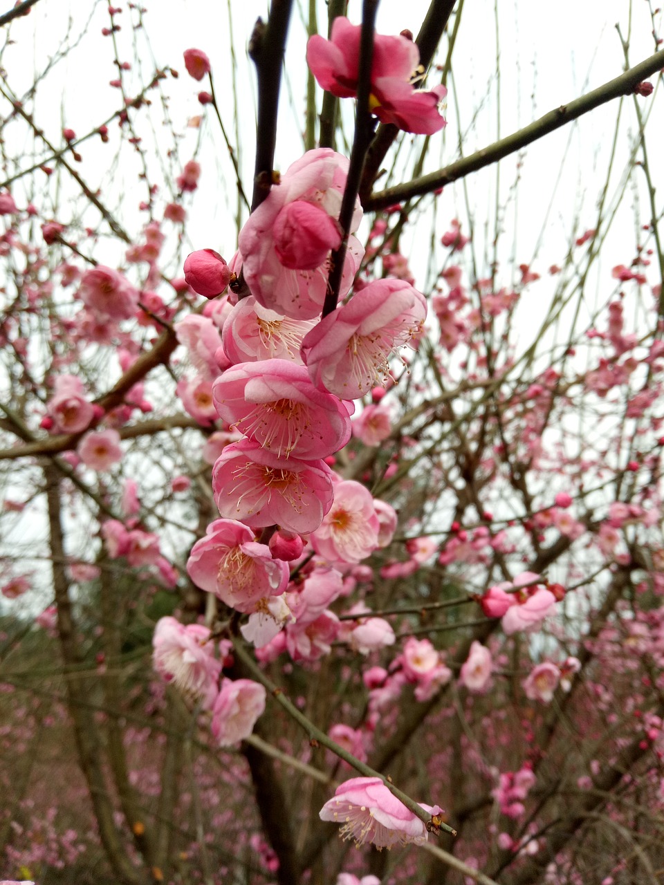 flower pink plum blossom free photo