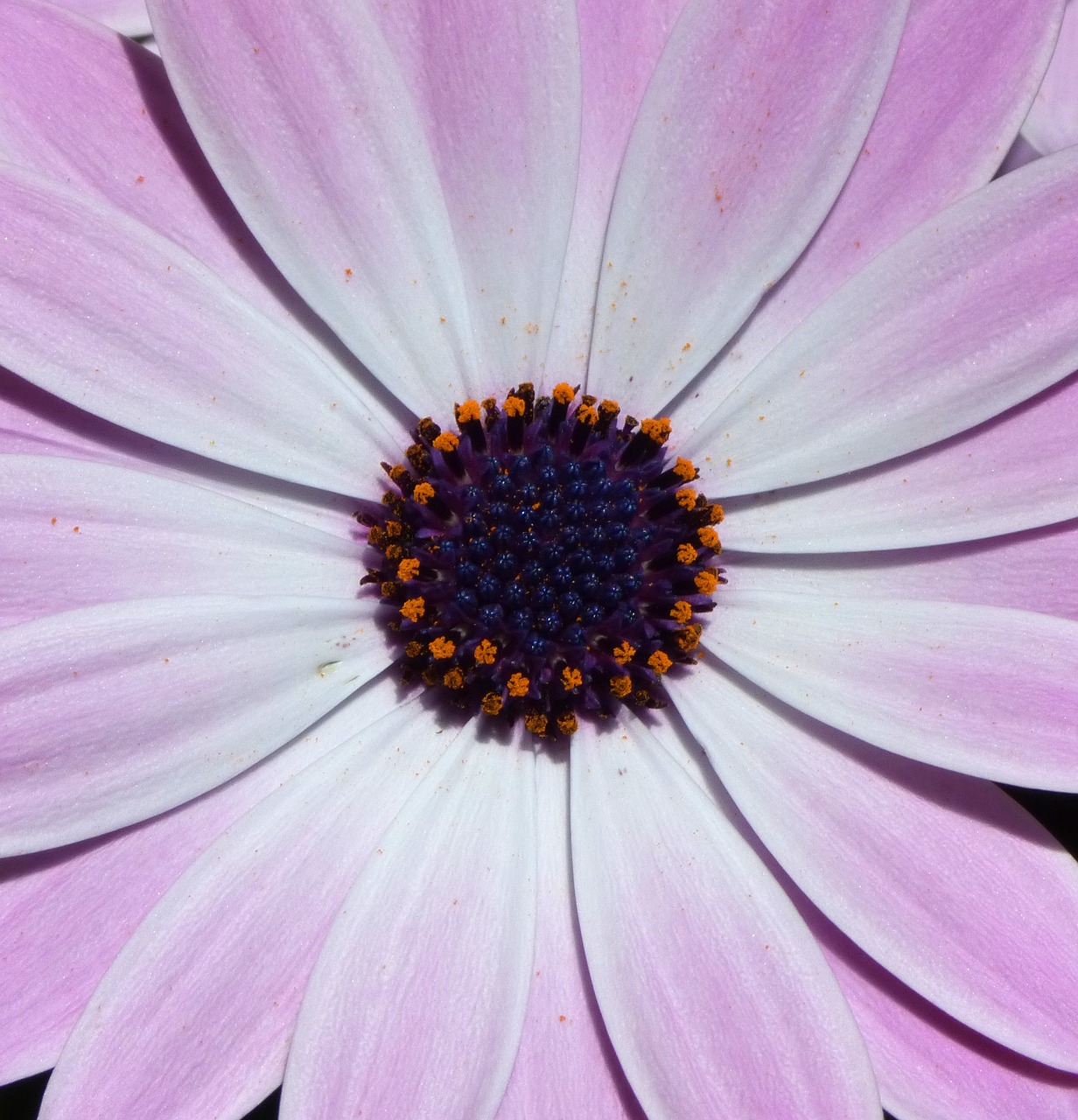 flower daisy purple free photo