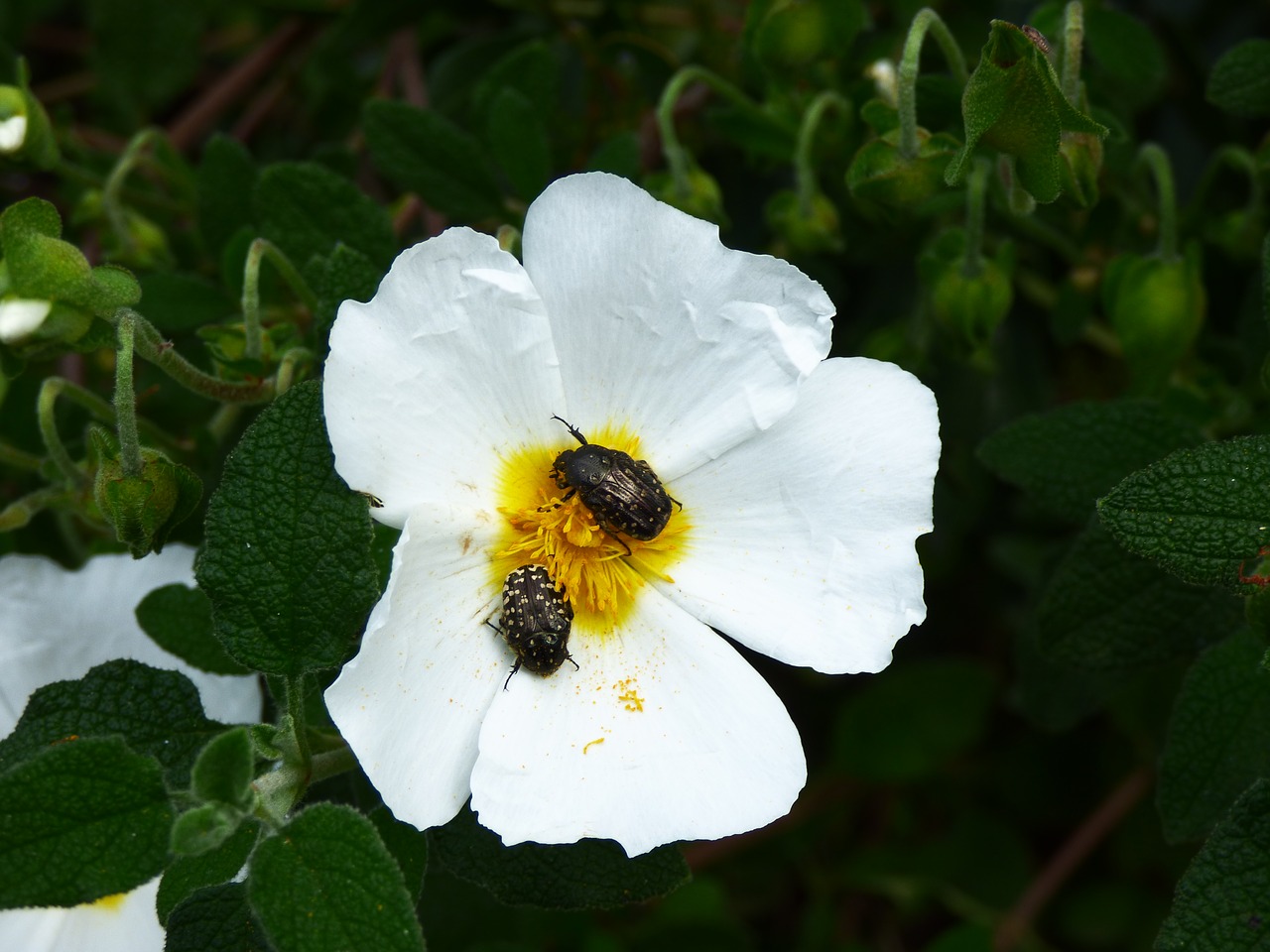 flower beetle pollen free photo