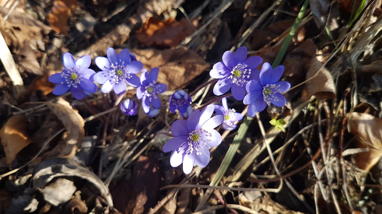 flower forest violet free photo