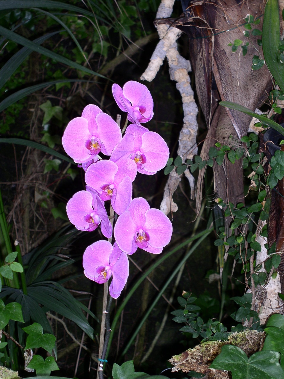 flower orchid pink free photo