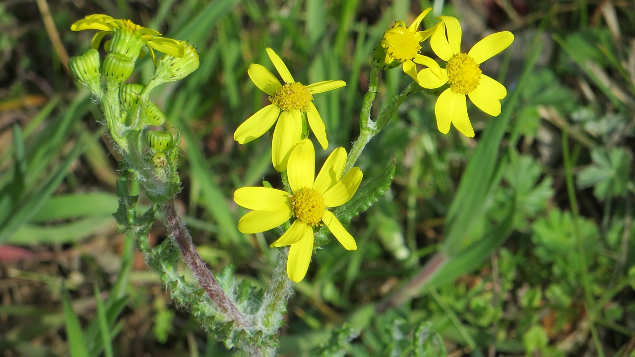 flower yellow meadow free photo