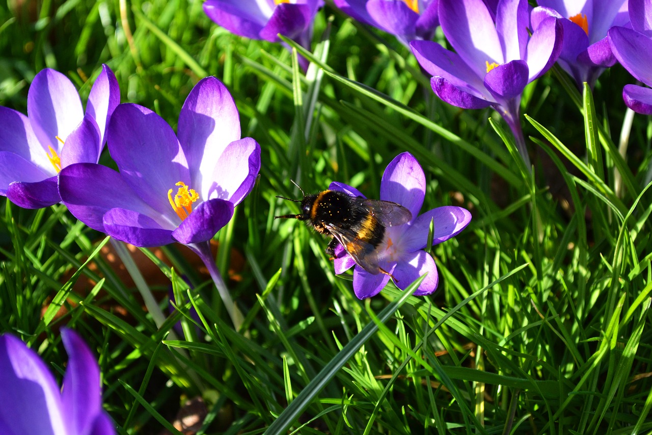 flower flower meadow crocus free photo