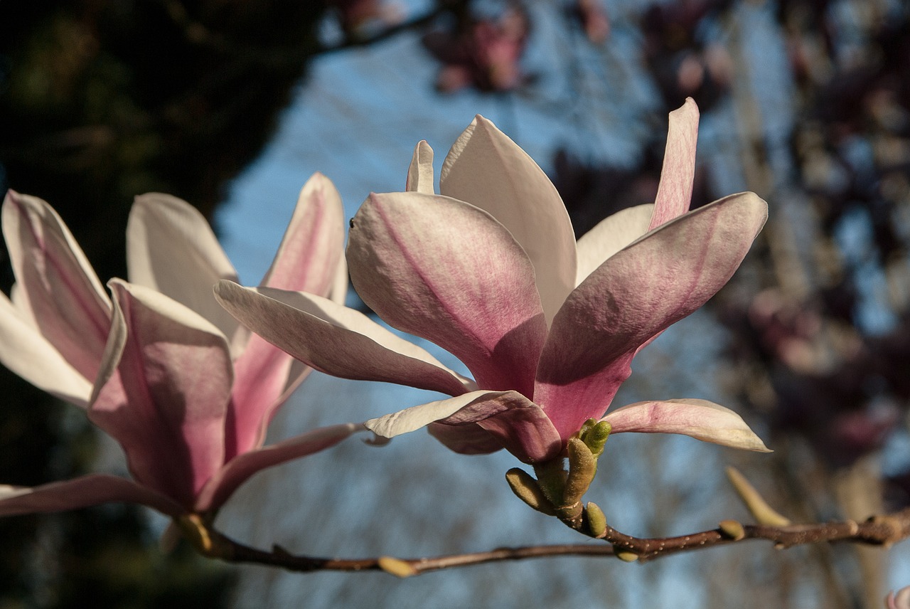 flower magnolia purple flowers free photo