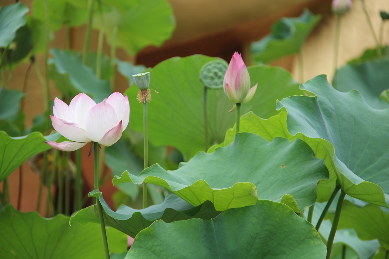 flower lotus aquatic plants free photo