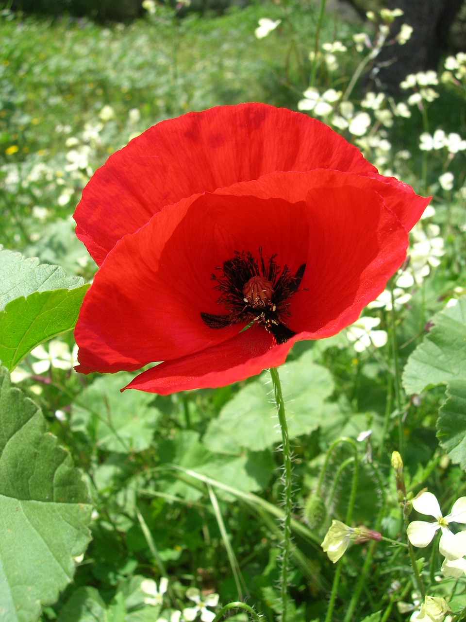 flower poppy spring free photo