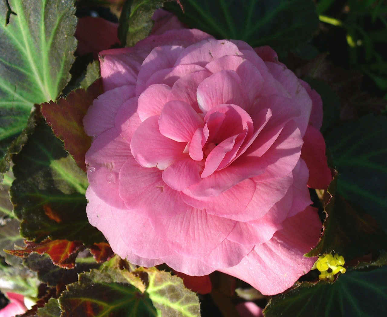 flower begonia wildflower free photo