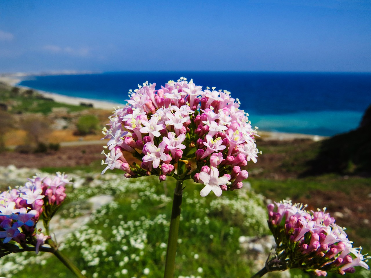 flower nature plant free photo