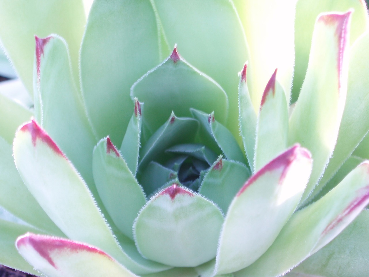 flower cactus spring free photo