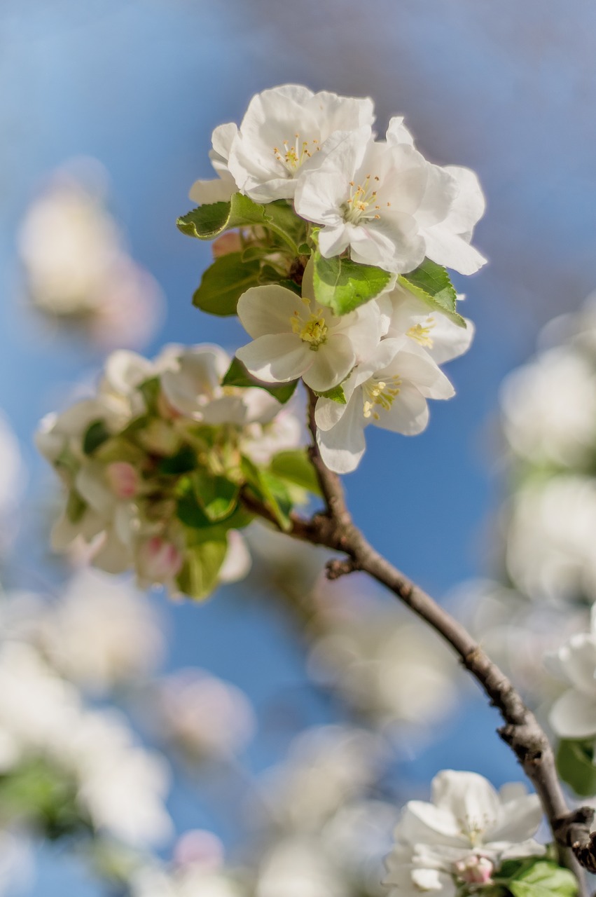 flower spring spring flower free photo