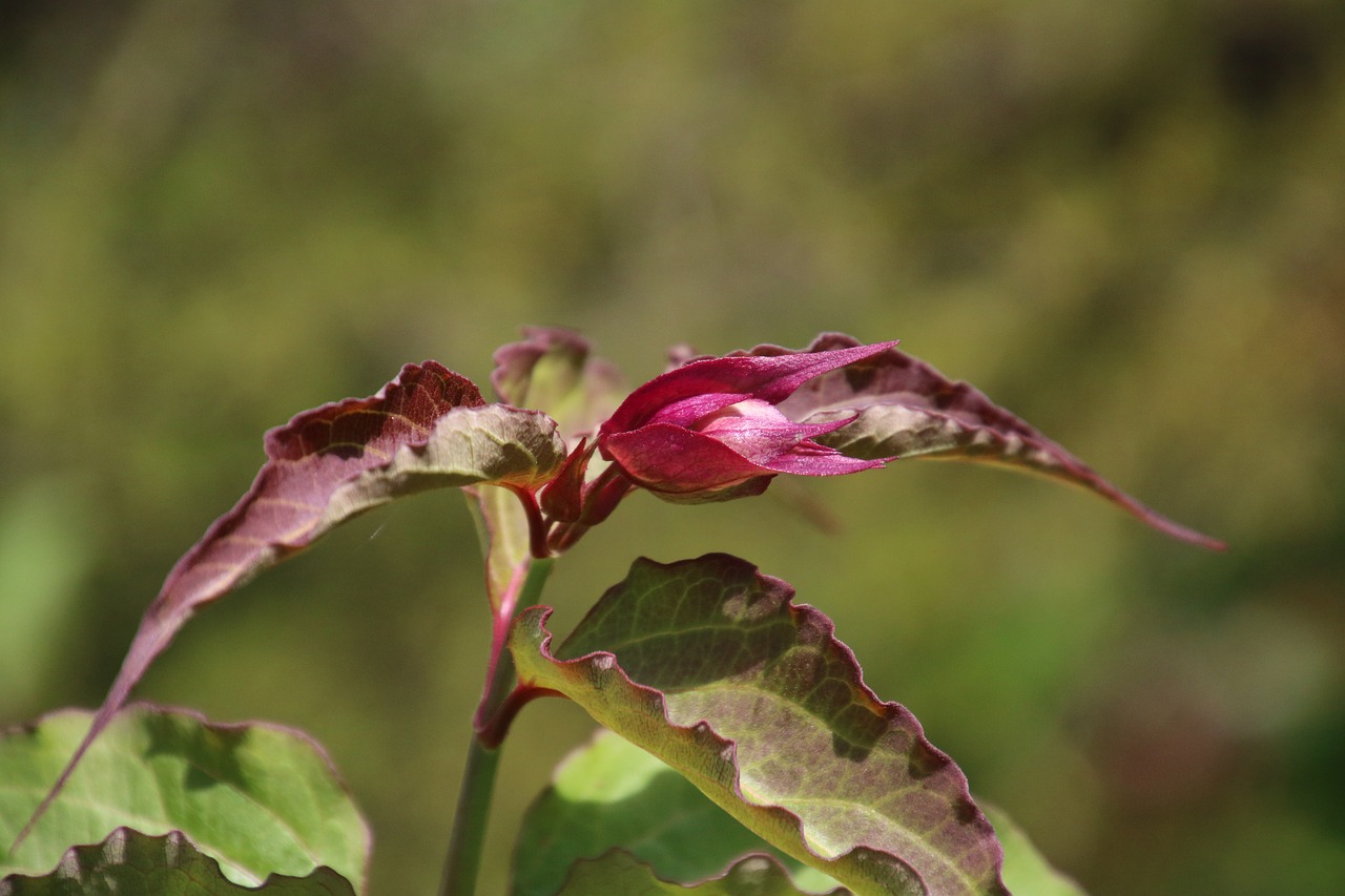 flower leaves foliage free photo