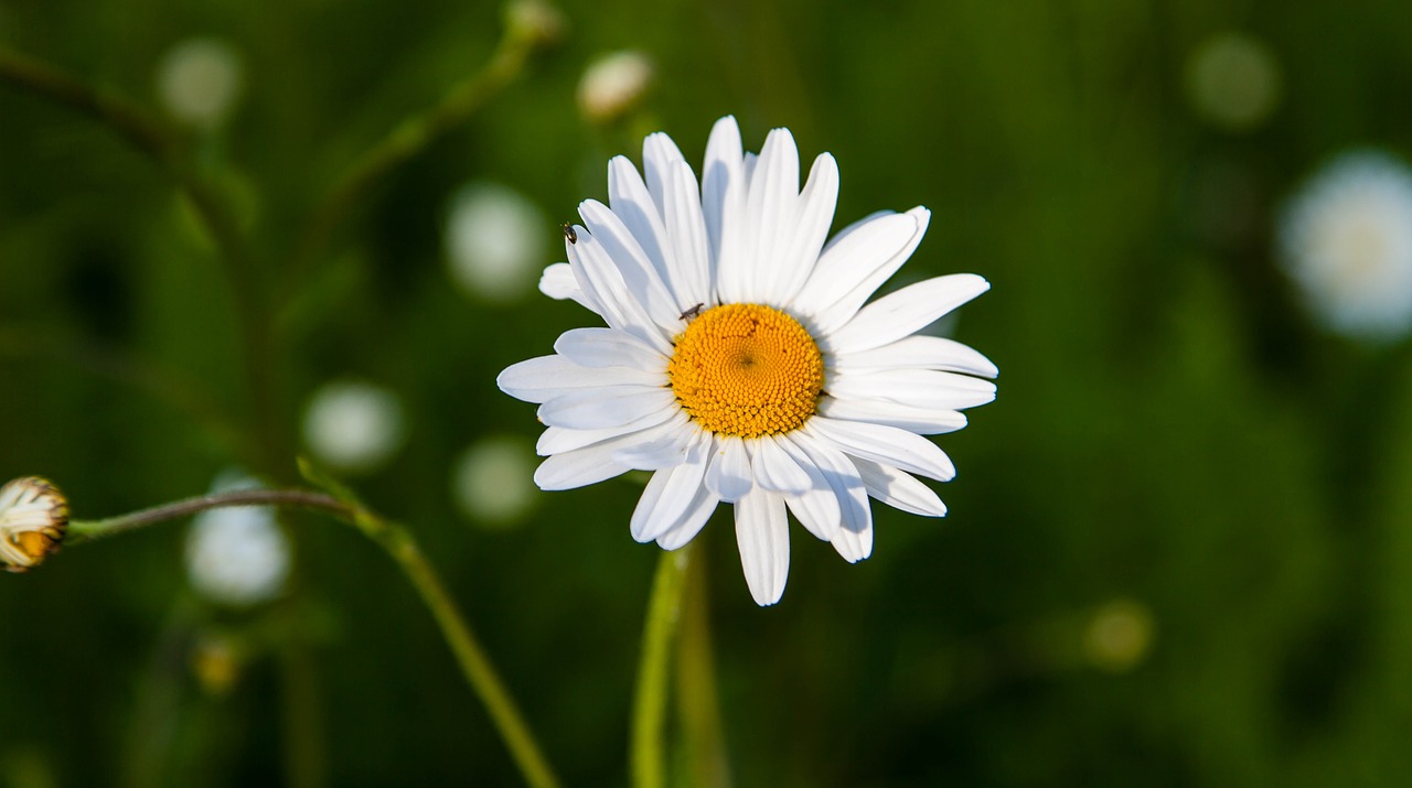 flower nature spring free photo