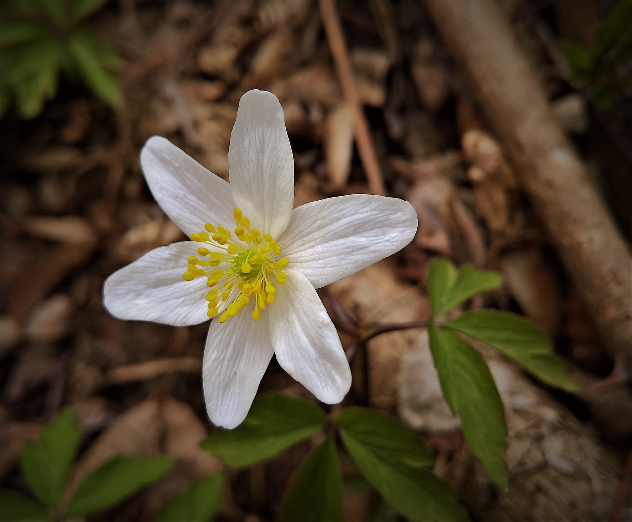 flower spring wood free photo